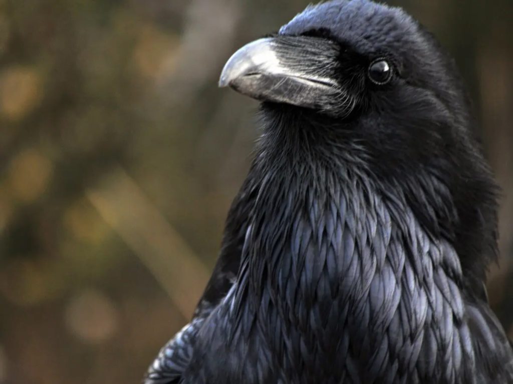 Close up photo of a raven