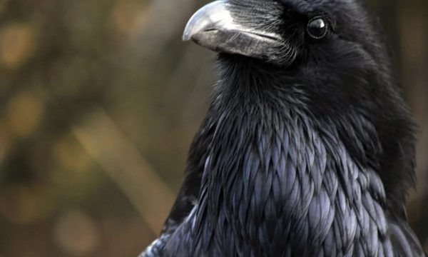 Close up photo of a raven