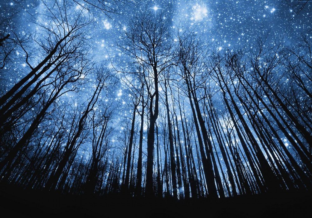 Looking up through the silhouettes of bare-branched trees to a blue, star-filled night sky