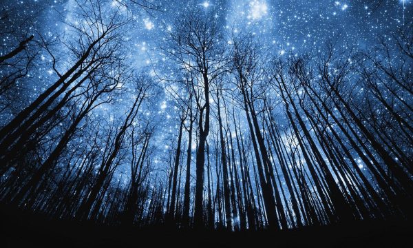 Looking up through the silhouettes of bare-branched trees to a blue, star-filled night sky